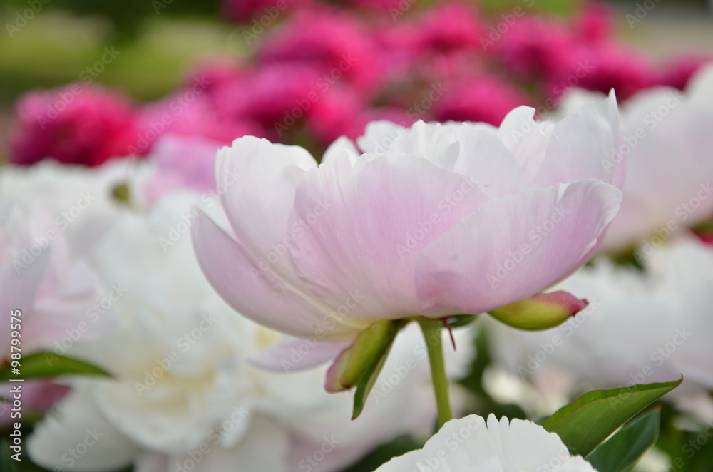 Fototapeta premium Peony summer flowers in the garden 