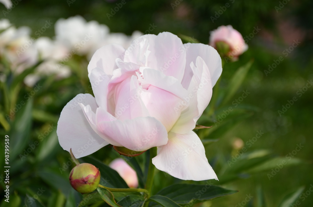 Obraz premium White beautiful summer peony flower in the garden 