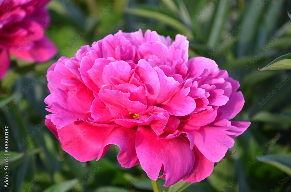 Pink peony summer flower 
