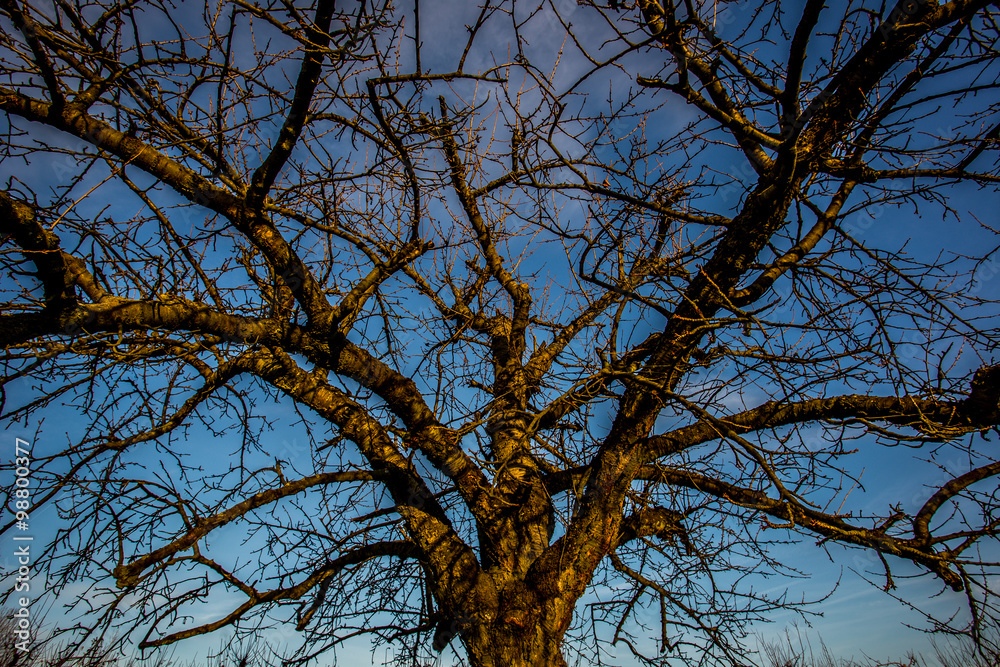 Malerischer Baum in der Wintersonne bei Mainz Drais Malerischer Baum in der Wintersonne bei Mainz Drais