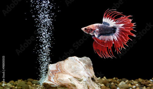 betta fish, siamese fighting fish