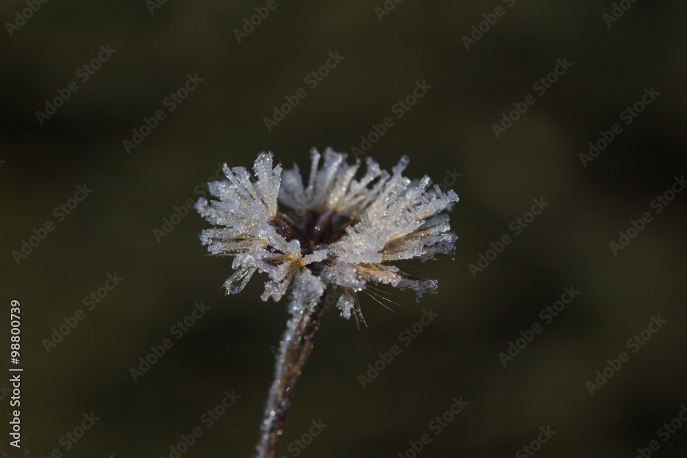 Blume mit Eiskristallen