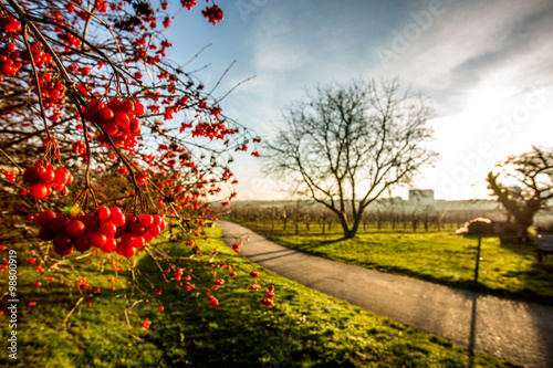 Rote Beeren an einem Wintermorgen bei Mainz Drais photo