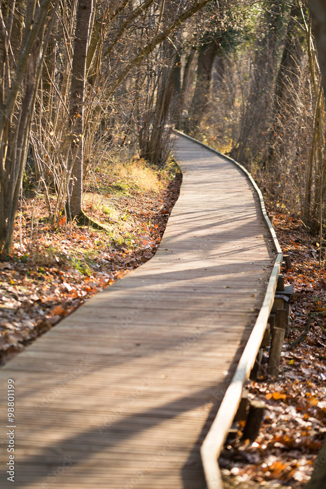 Obraz premium Chemin dans la forêt - ponton
