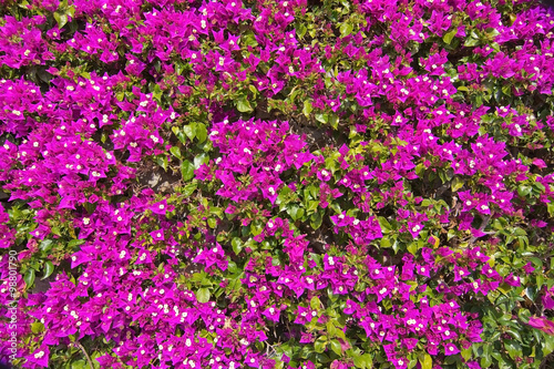 Pink bougainvillea flowers full frame