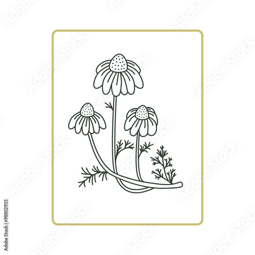 Chamomile flowers vector  illustration on white