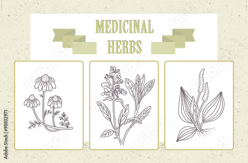 Icon set - medical herbs and berries. Chamomile, plantain, sage.