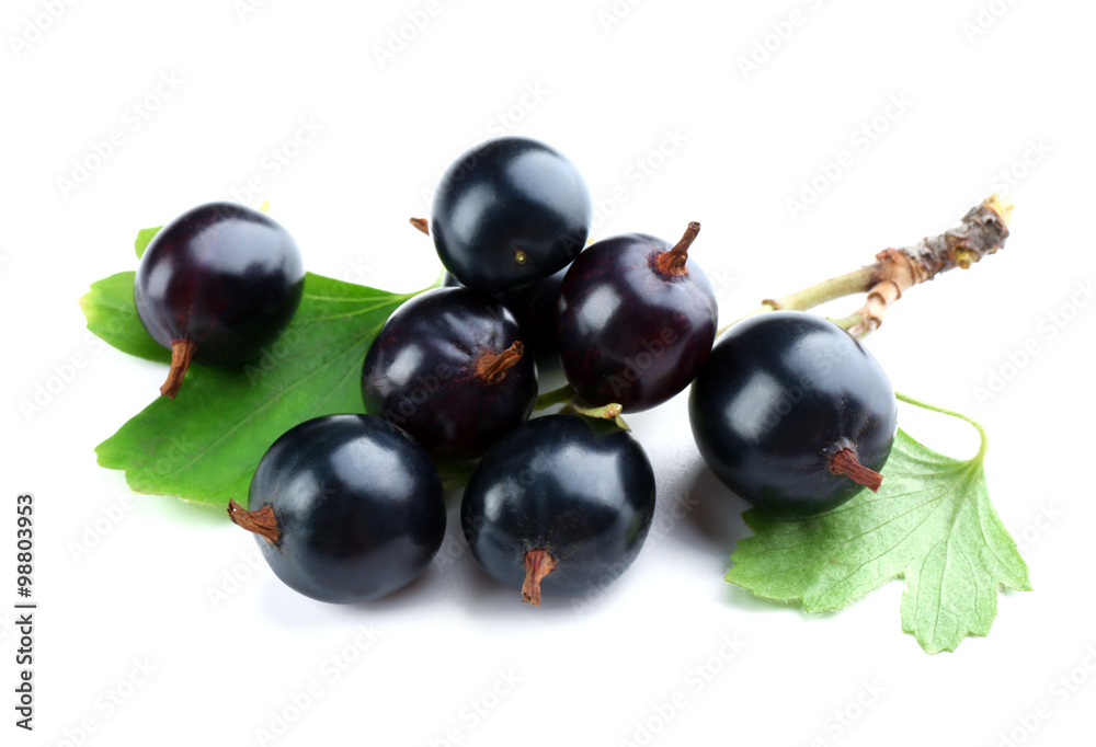 Wild black currant with green leaves isolated on white Wild black currant with green leaves isolated on white