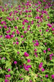 Beautiful purple flowers or Globe Amaranth flower in garden