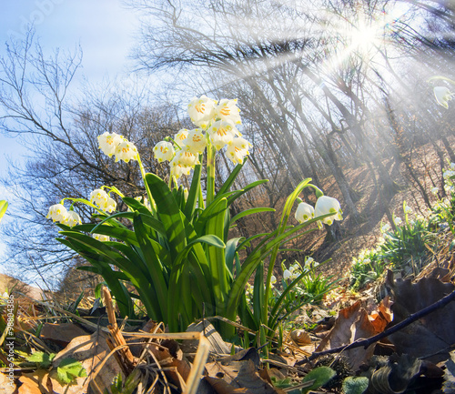Snowdrops - spring flowers