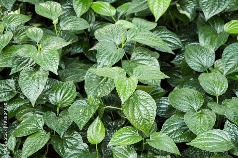 Wild Betel Leafbush tree in garden , Piper sarmentosum Roxb Wild Betel Leafbush tree in garden , Piper sarmentosum Roxb