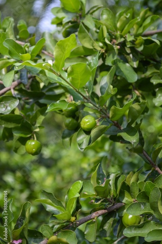 green acerola cherry tree in garden