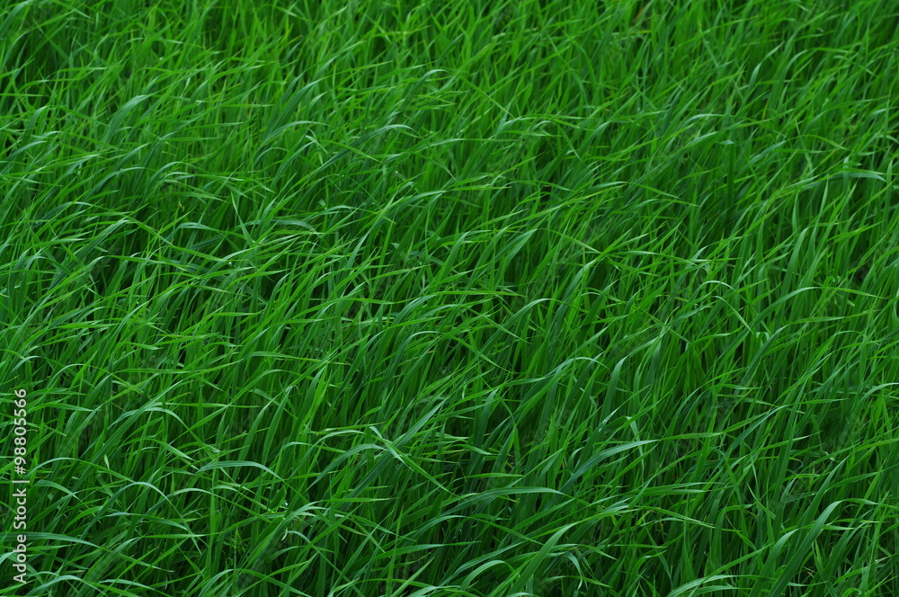 牧草地 牧草地