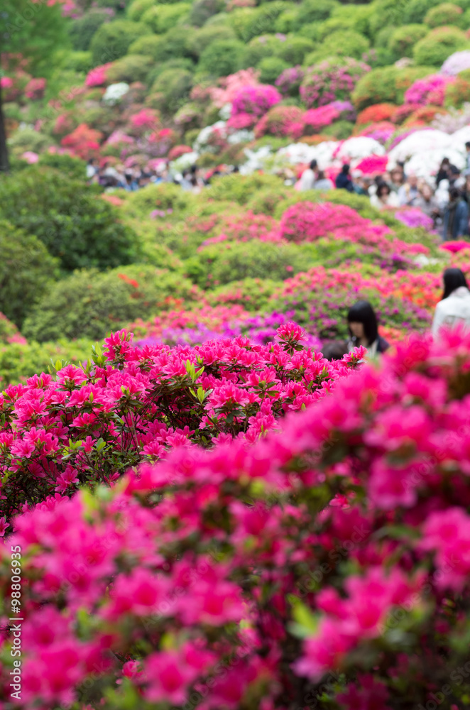 azalea at nezu shrine,tokyo,japan