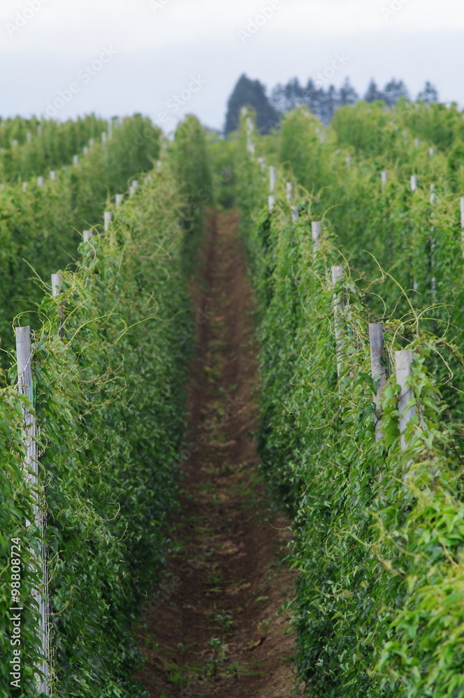 Fototapeta premium 長いも畑