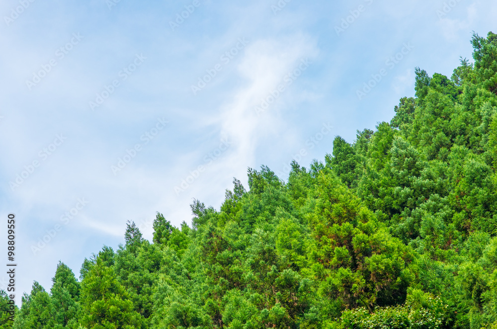 tree & sky