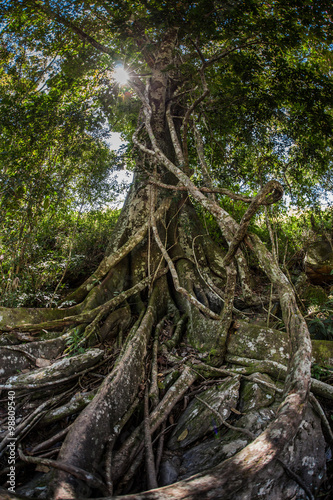 Beautiful and big roots of tree in the Serra da Canastra National Park