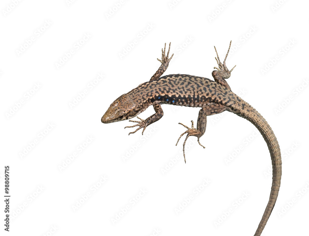 Naklejka premium a big Lizard