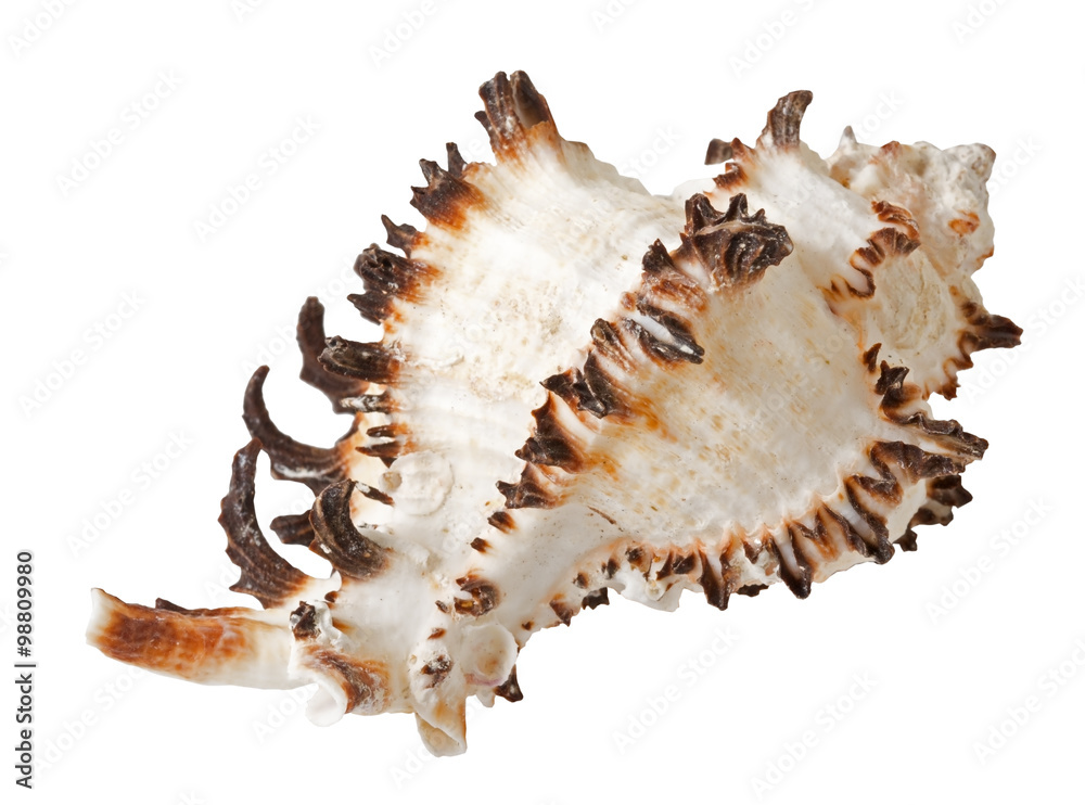 the sea shell the sea shell