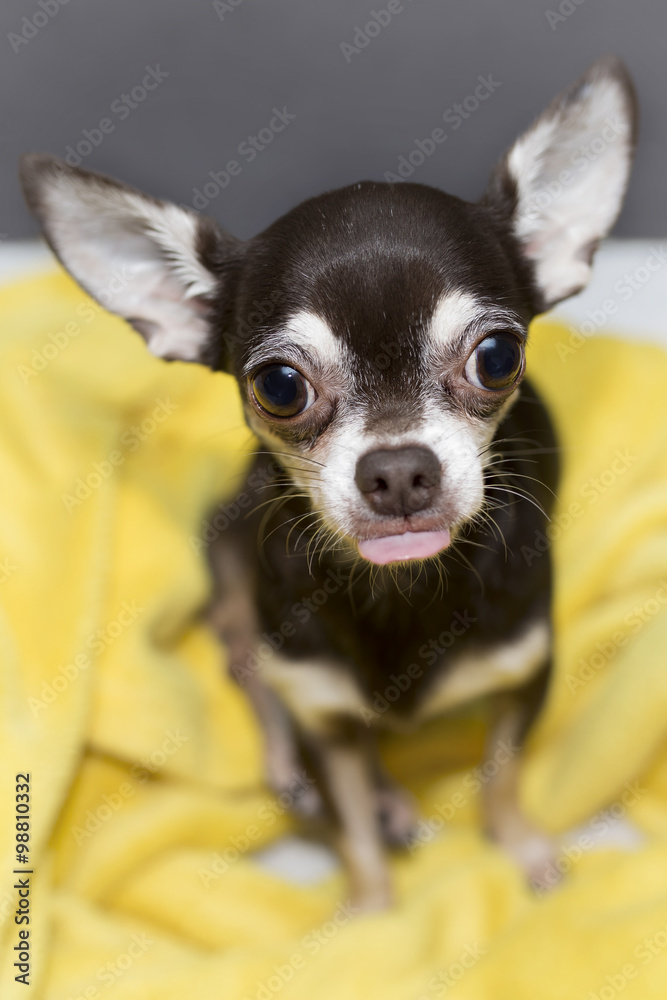 Chihuahua with stuck out tongue