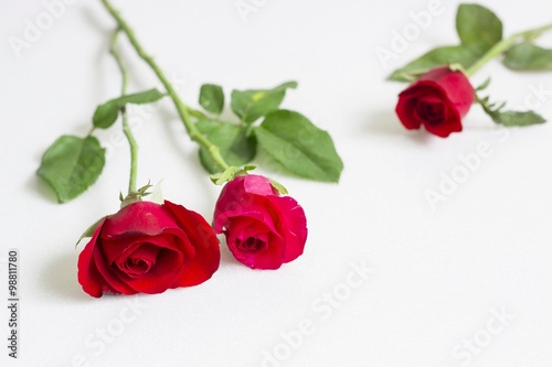 Beautiful roses as a symbol of love on Valentine s Day and every other day.