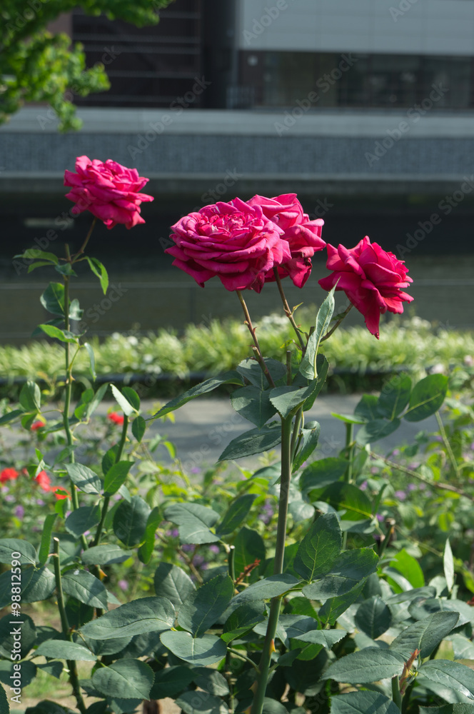 Beautiful red rose in a garden. 