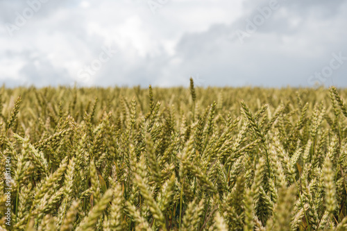 Grain field.