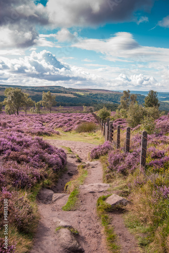 Rolling hills of heather in Derbyshire Peak District National Park