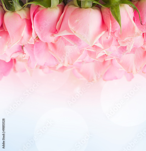 border of pink garden roses