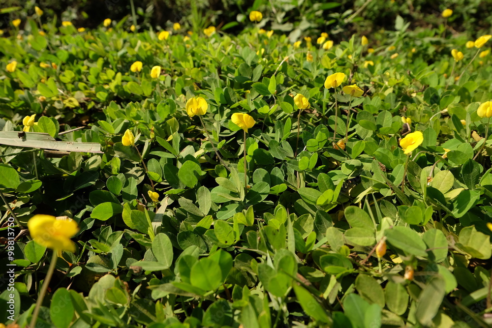 pinto peanut Field.