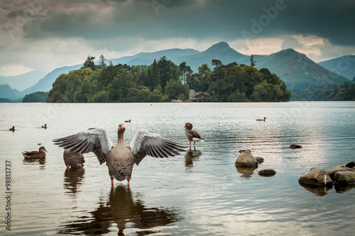 Canvas-taulu Goose and ducks on Derwent Water in the English Lake District