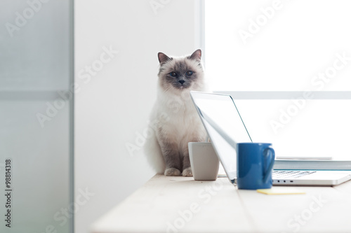 Fototapeta Naklejka Na Ścianę i Meble -  Lovely cat on the desktop