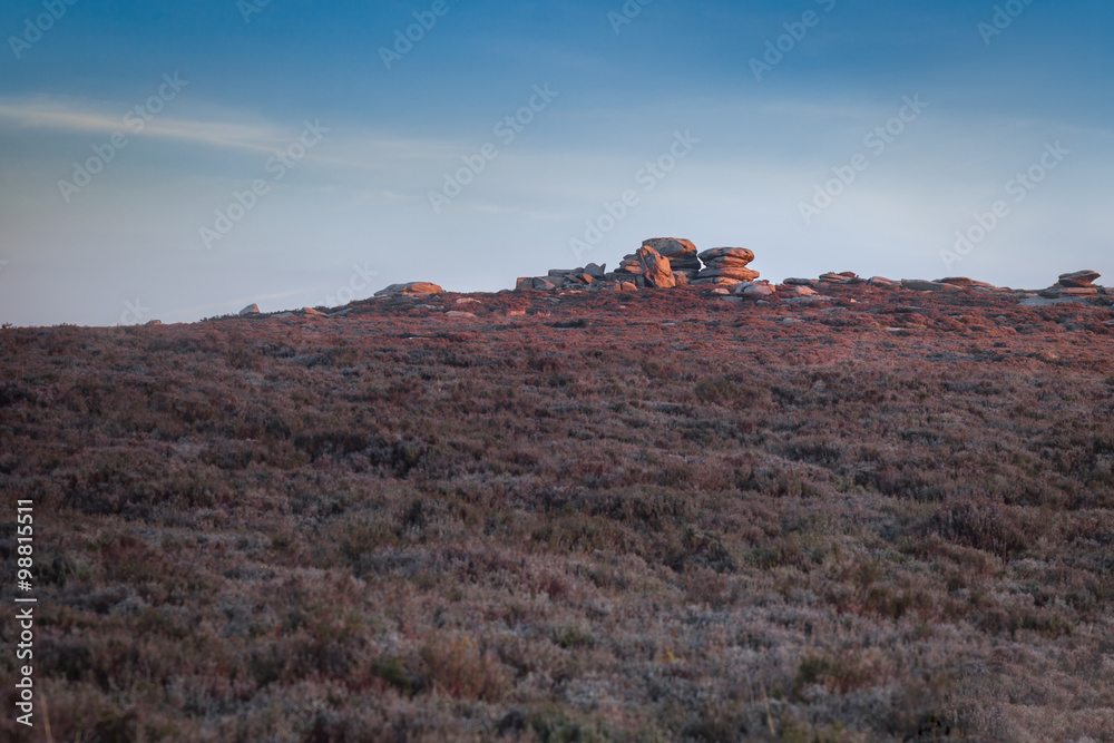 Fototapeta premium Warm Sunrise Light Falling onto Heathers Hill with Unsual Format