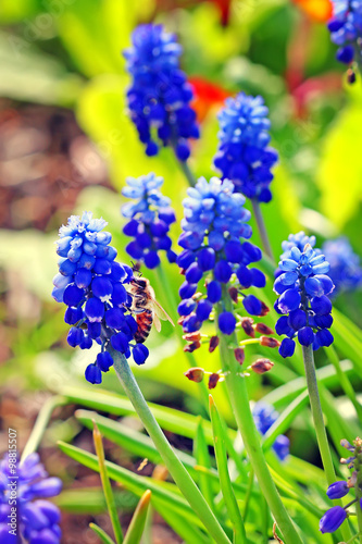 Vipers bow or Murine hyacinth, or Muscari