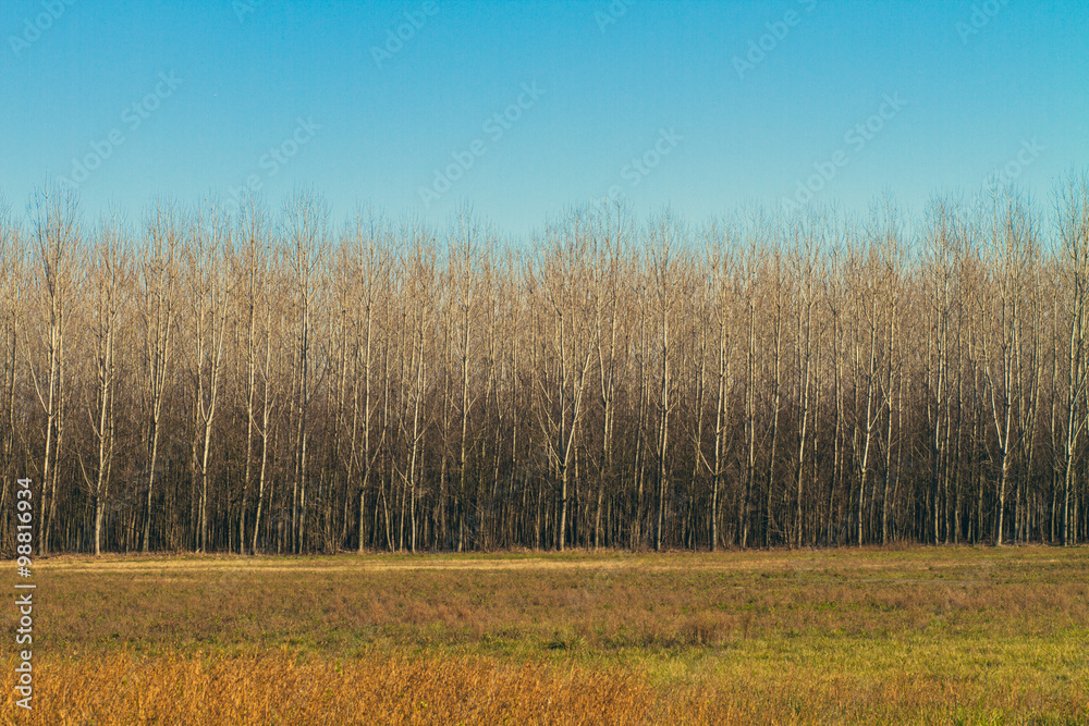 artificial forest, poplar trees