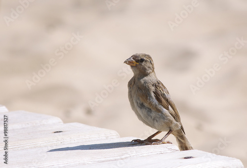 Sparrow on the small planks on the beach