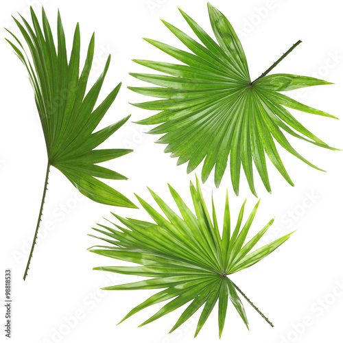 Palm  leafves (Livistona Rotundifolia palm), isolated on white