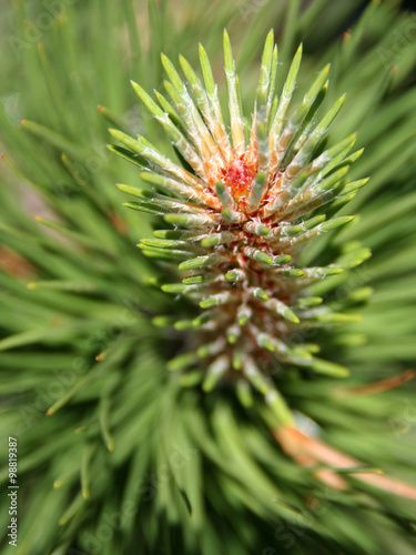 Mountain pine pinus mugo close up vertical