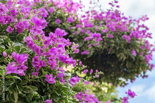 Shrub or tree of blooming purple Brazil Bougainvillea (or lesser bougainvillea or paperflower) (Bougainvillea glabra) flowers.