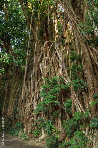 Big Indian rubber tree (Ficus elastica), also called the Rubber fig in Hong Kong, China.