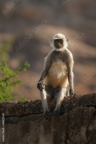 Langur monkey langur monkey