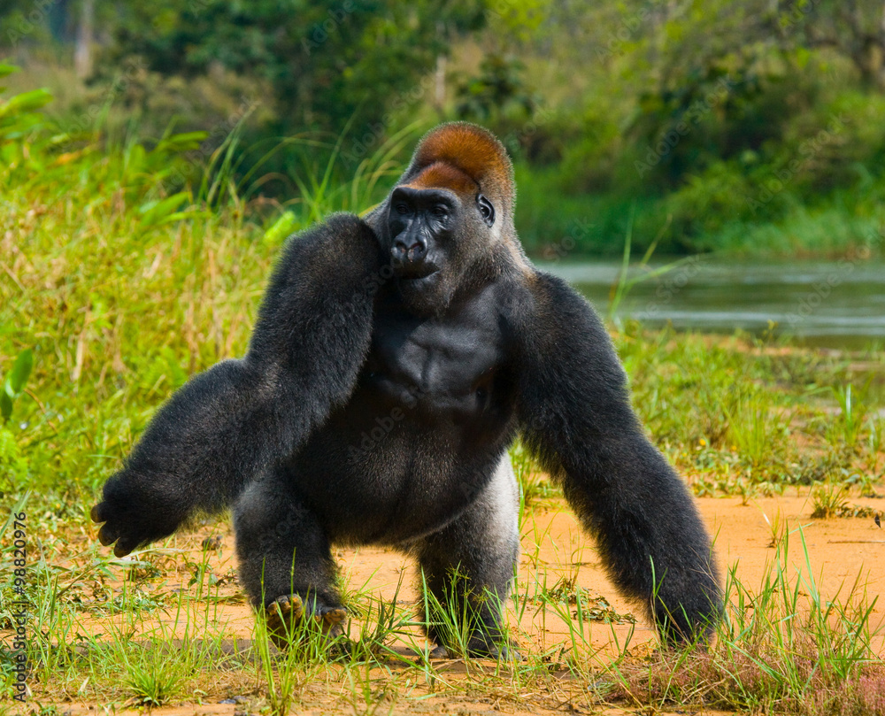 Lowland gorillas in the wild. Republic of the Congo. An excellent illustration. Lowland gorillas in the wild. Republic of the Congo. An excellent illustration.