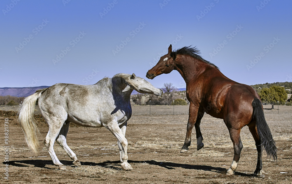Fototapeta premium Dirty white horse fighting with bay colored horse while horse is rearing up