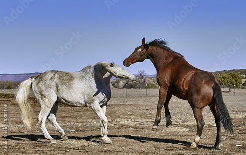 Dirty white horse fighting with bay colored horse while horse is rearing up