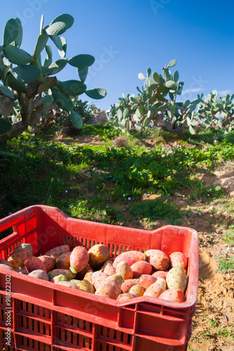 Fruit box full of just picked prickly pears of the variety called bastardoni during harvest time photo