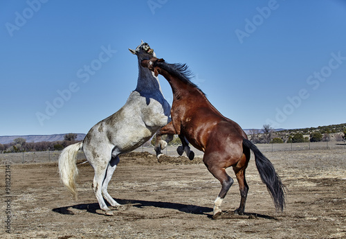 Vászonkép Gray horse and Brown horse rearing up in a fighting position