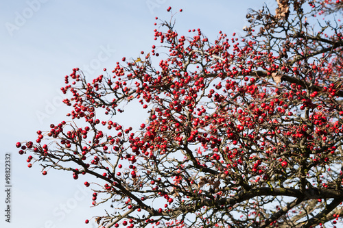 Ripe hawthorn red berries © hraska