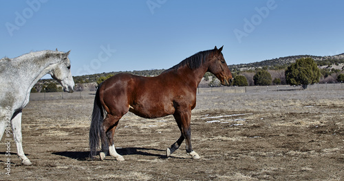 Horses Walking