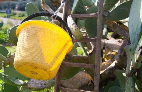 Yellow pail and a wooden ladder in a prickly pear grove during harvest time photo