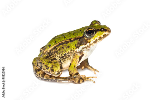 Small sitting green frog seen from the side on white background 